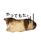 ✳︎中神家の犬と猫✳︎（個別スタンプ：7）