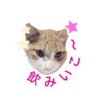 ✳︎中神家の犬と猫✳︎（個別スタンプ：8）