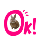 うさうさの暇つぶしスタンプ（個別スタンプ：1）