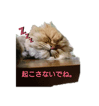 おねむライオンカットのチンチラゴールデン（個別スタンプ：3）