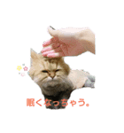 おねむライオンカットのチンチラゴールデン（個別スタンプ：6）