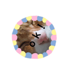 my cat is name ken！（個別スタンプ：1）