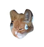 my cat is name ken！（個別スタンプ：2）