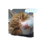 my cat is name ken！（個別スタンプ：3）