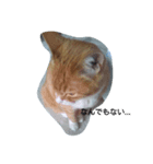 my cat is name ken！（個別スタンプ：5）