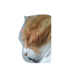 my cat is name ken！（個別スタンプ：6）