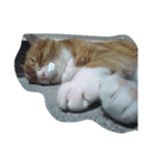 my cat is name ken！（個別スタンプ：7）