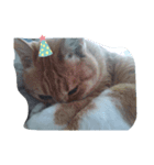 my cat is name ken！（個別スタンプ：8）