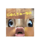 あなたのよ（個別スタンプ：7）