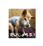 ザウルス8（個別スタンプ：1）