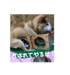ザウルス8（個別スタンプ：2）