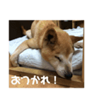 ザウルス8（個別スタンプ：4）