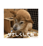 ザウルス8（個別スタンプ：5）