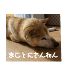 ザウルス8（個別スタンプ：6）