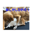 ザウルス8（個別スタンプ：8）