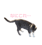 自由なニャンズ（個別スタンプ：3）