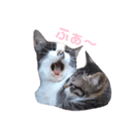 自由なニャンズ（個別スタンプ：8）