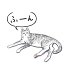 いいネコキャット2（日本語版）（個別スタンプ：1）