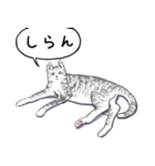 いいネコキャット2（日本語版）（個別スタンプ：2）