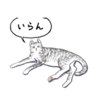 いいネコキャット2（日本語版）（個別スタンプ：5）