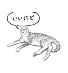 いいネコキャット2（日本語版）（個別スタンプ：7）