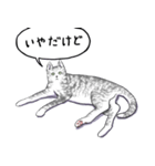 いいネコキャット2（日本語版）（個別スタンプ：8）