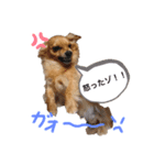 わが家の愉快な仲間たち。part1（個別スタンプ：2）