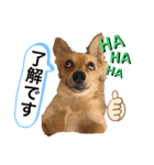わが家の愉快な仲間たち。part1（個別スタンプ：3）