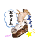 わが家の愉快な仲間たち。part1（個別スタンプ：5）
