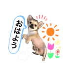 わが家の愉快な仲間たち。part1（個別スタンプ：6）
