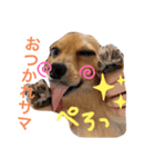 わが家の愉快な仲間たち。part1（個別スタンプ：7）