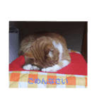 みゃーご（個別スタンプ：2）