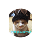 みゃーご（個別スタンプ：3）