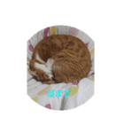 みゃーご（個別スタンプ：4）
