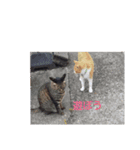 みゃーご（個別スタンプ：6）