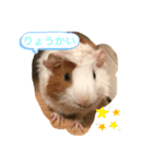 モルモットのペチーノ（個別スタンプ：4）