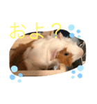 モルモットのペチーノ（個別スタンプ：7）