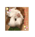 モルモットのペチーノ（個別スタンプ：8）