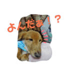 みんな大好き！マロンちゃんスタンプ（個別スタンプ：3）