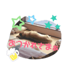 みんな大好き！マロンちゃんスタンプ（個別スタンプ：4）