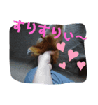 みんな大好き！マロンちゃんスタンプ（個別スタンプ：7）