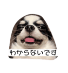 わんわんですの（個別スタンプ：2）