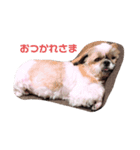 わんわんですの（個別スタンプ：4）