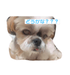 わんわんですの（個別スタンプ：5）