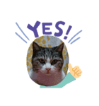 O-suke the cat（個別スタンプ：1）