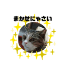 O-suke the cat（個別スタンプ：2）
