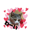 O-suke the cat（個別スタンプ：3）