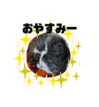 O-suke the cat（個別スタンプ：4）