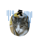 O-suke the cat（個別スタンプ：5）