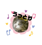 O-suke the cat（個別スタンプ：6）